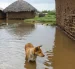 Fotografía referencial de un perro durante una inundación en 2023 ligada al fenómeno El Niño.