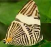 Colobura cryptica, nueva especie de mariposa descrita a partir de un ejemplar recolectado en Napo.