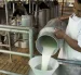 La cantidad de productores de leche se ha reducido un 30 %, en el último año.