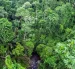 Entre especies nuevas para la ciencia y viejos árboles que han vivido más de 200 años, uno se siente pequeño ante la inmensidad del Chocó Andino.