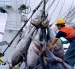 Demoras. En el sector atunero se habla de inconvenientes para lograr los permisos de exportación.