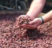 La minería gana protagonismo en Ecuador mientras el cacao pierde peso en las exportaciones.