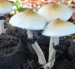 Después de su prohibición en la década de los 70 del siglo pasado, la ciencia ha vuelto a abrazar el estudio de hongos Psilocybe en el campo de la medicina.
