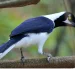 La urraca coliblanca es una de las especies que es posible ver en Guayaquil y alrededores.