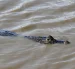 Referencial. Un reptil ha sido captado en las cercanías ha Samborondón