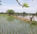 Ecuador exportará de 30.000 toneladas métricas de arroz hacia Colombia.