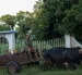 Un campesino viaja en una carreta tirada por bueyes por una calle de Bauta, provincia de Artemisa, Cuba, el 27 de junio de 2026.