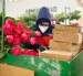 Las flores ecuatorianas se ubicarían por delante de Colombia, tras sobretasa arancelaria.