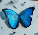 El análisis del ADN permitió identificar más de 8.000 potenciales especies nuevas de insectos en los bosques de la reserva Mashpi-Tayra, en el Chocó Andino de Ecuador.