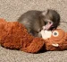 Punch, el mono huérfano de Japón, dejó atrás el peluche de orangután que lo acompañó durante sus primeros meses de vida.