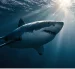 Los tiburones blancos podrían vivir hasta 70 años, según científicos.
