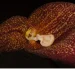 Dracula aguilarii, nueva especie de orquídea ecuatoriana.
