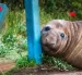 Neil, la foca elefante, recorre las calles de Tasmania y se ha convertido en un fenómeno viral en redes sociales.