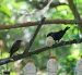 PomasQuinde es el primer sitio de avistamiento de aves de Quito y alberga 29 especies de aves silvestres.
