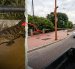 El animal fue visto en Urdesa.