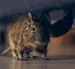 Autoridades sanitarias refuerzan controles en hospitales de Chile tras el aumento de muertes por hantavirus