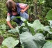 Productores locales trabajan en huertos agroecológicos de Galápagos, que abastecen parte del consumo interno.