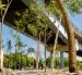 El primer Bosque de Bolsillo de Samborondón transformará un espacio bajo el puente hacia Guayaquil en una nueva área verde para la comunidad.