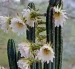 Echinopsis pachanoi es el nombre científico del cactus San Pedro, que está ganando espacio en la medicina moderna como objeto de estudio.