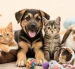 Ciudadanos podrán donar alimentos e insumos para apoyar a 20 fundaciones de rescate animal durante la Donatón 2026 en Quito.