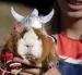 Un cuy caracterizado como Erling Haaland lució la camiseta de Noruega y un casco vikingo durante el Festival del Cuy, celebrado en Urbina, Carchi.