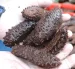 El tráfico de estas especies es prohibido.