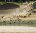 Un rebaño de ovejas y cabras acude a beber agua del río Danubio en medio de niveles históricos bajos de agua, en el pueblo de Rasova.