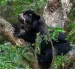Referencial. Los oseznos de oso andino permanecen con pronóstico reservado en Wiwa Quito tras ser rescatados en el sector de Papallacta.