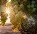 Los incendios en el sureste de Francia ponen en riesgo miles de botellas de la cosecha de vino 2026.