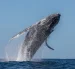 Las ballenas jorobadas llegan a la Costa ecuatoriana entre junio y septiembre para cumplir su ciclo reproductivo.