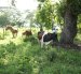Ganaderos de Salitre buscan establecer reservas de forraje de manera preventiva para complementar la alimentación del hato ante una eventual disminución de la disponibilidad de pasturas asociada a las condiciones de El Niño.