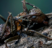 Descubren seis nuevos tipos de hongos zombis en México.