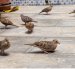 Un grupo de palomitas tierreras. Muestran agresividad entre ellas al competir por alimento.