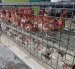 Uno de los locales que venden pollos al por mayor en la vía a Pascuales.