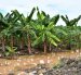 FUSARIUM EN EL ORO 
FECHA:16/07/2026
AG-PERIODISTA AG- AG-EXPRESO
El agua es uno de los principales medios de propagación del Fusarium Raza 4 Tropical