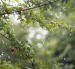 La lluvia refresca la vegetación en Ecuador, mientras Inamhi anticipa precipitaciones en las cuatro regiones este 17 de agosto.