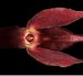 La nueva orquídea descubierta, Pleurothallis pembertonii.