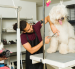 Referencial. Clientes y mascotas en una peluquería veterinaria de Ecuador