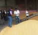 Foto referencial de la cosecha de maíz en Ecuador.