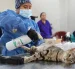 La campaña de esterilización se realizará el 29 de agosto en tres sectores de Quito.