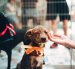 Tres mascotas serán seleccionadas para convertirse en los rostros de los nuevos vehículos municipales que ofrecerán esterilización gratuita en diferentes sectores de Quito.
