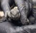 Las 32 iguanas marinas de Galápagos fueron rescatadas en el aeropuerto de Quito cuando presuntamente intentaban sacarlas ilegalmente del país.