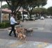 Ceibos un lugar comercial que armoniza su convivencia