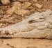 Los humanos entran en conflicto con la especie por falta de educación ambiental.