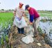 Productores arroceros modificaron las dosis de fertilización debido al encarecimiento.