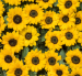 Las flores amarillas se han convertido en una tradición popular cada 21 de septiembre.