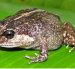 La nueva rana descubierta, 'Lynchius romolerouxae'