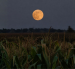 La Luna de la Cosecha del 26 de septiembre de 2026 comparte cielo con Saturno y Neptuno, ambos visibles cerca del disco lunar esa noche