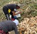 Agricultores buscan entre las plantas tumbadas por el viento las mazorcas que puedan vender.
