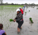 os cultivos de arroz serían de los más perjudicados por el fenómeno de El Niño.